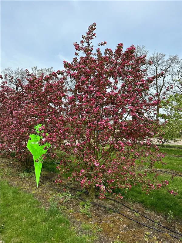 Malus 'Coccinella' -R-