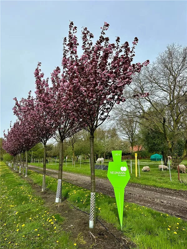 Prunus serrulata 'Royal Burgundy'