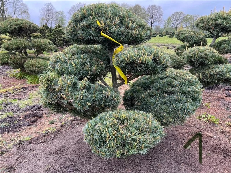Pinus parviflora 'Negishi'