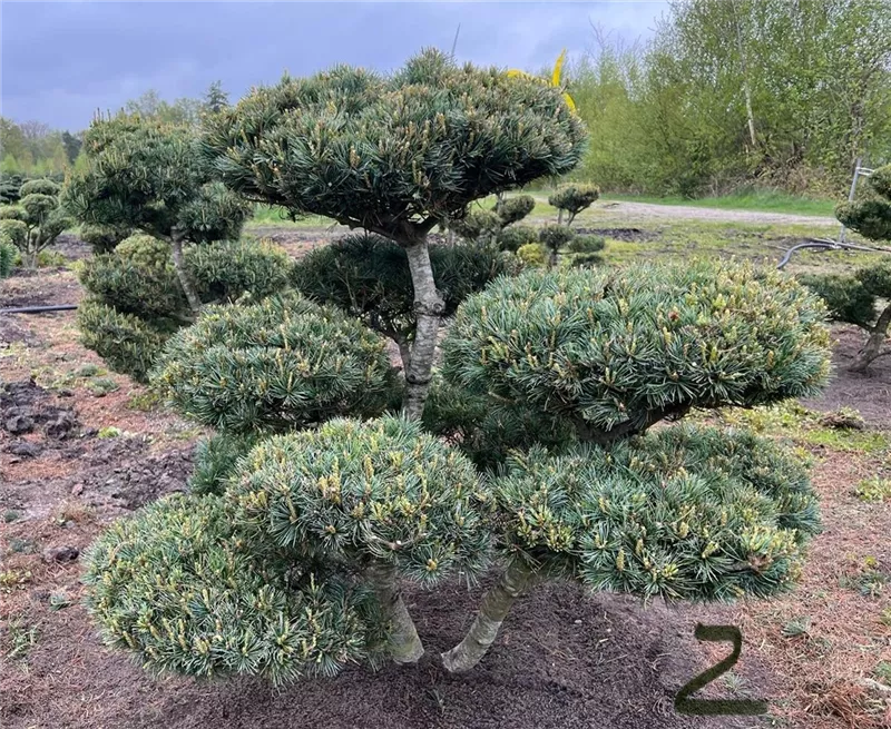 Pinus parviflora 'Negishi'