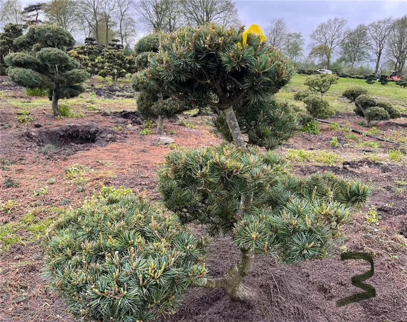 Pinus parviflora 'Negishi'
