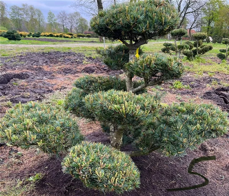 Pinus parviflora 'Negishi'