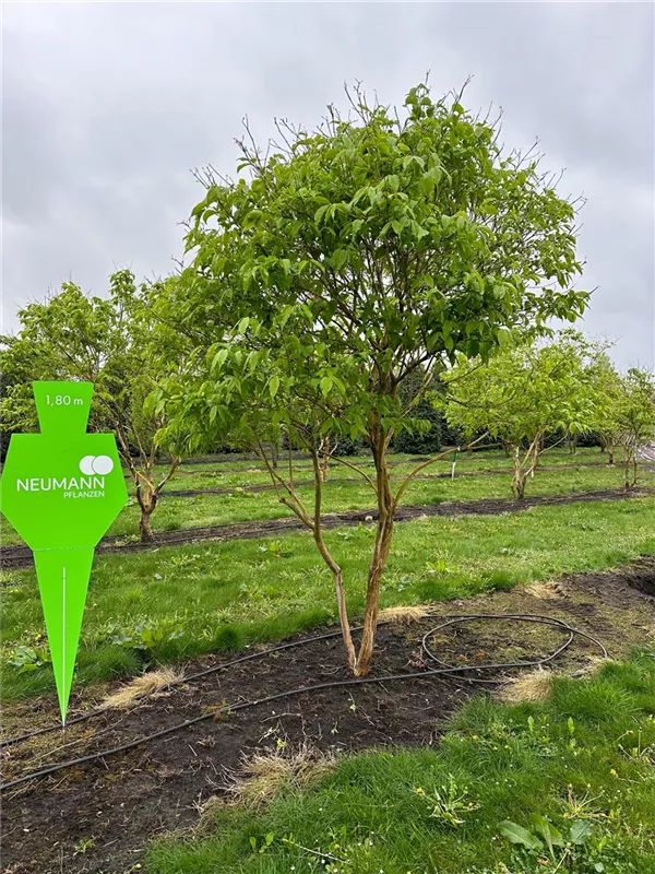 Heptacodium miconioides