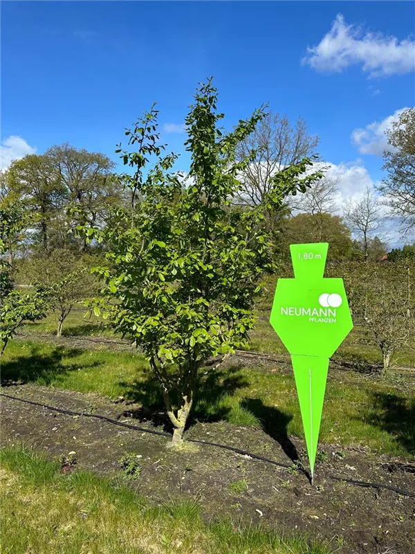Parrotia persica