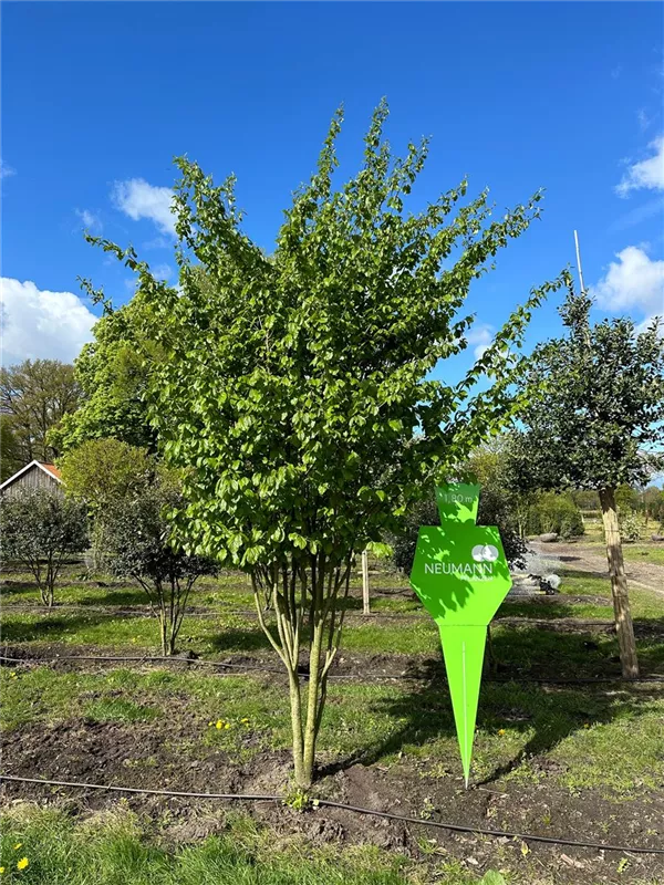 Parrotia persica 'Vanessa'
