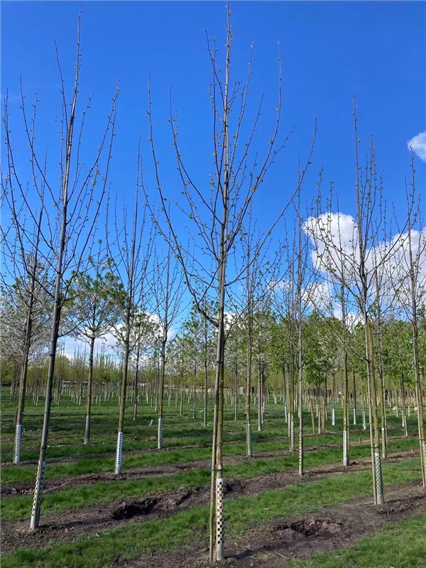 Platanus hispanica