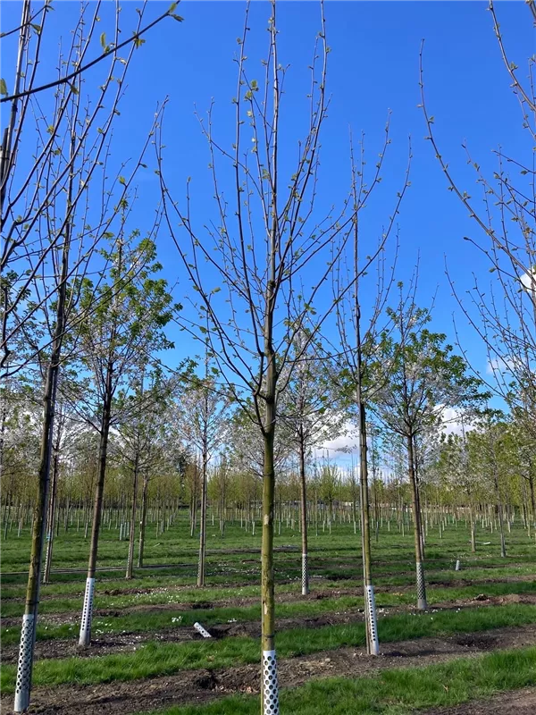Platanus hispanica