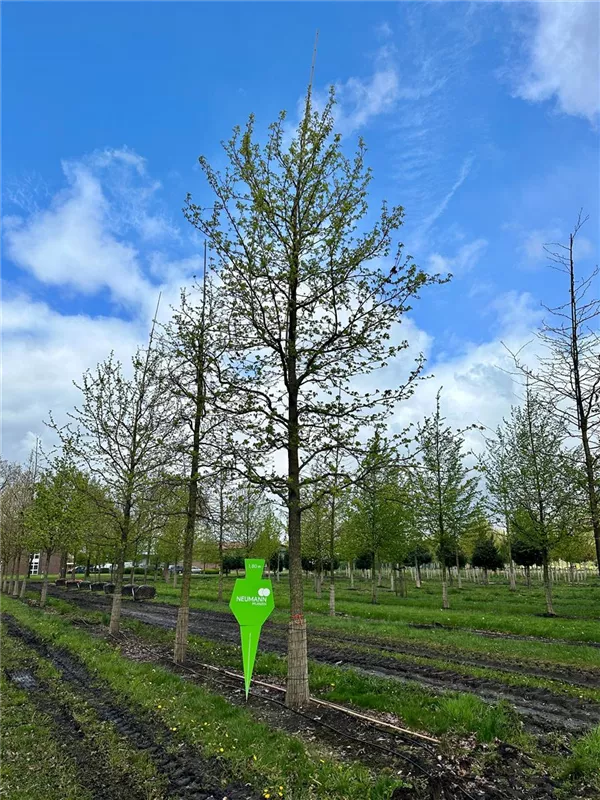 Liquidambar styraciflua
