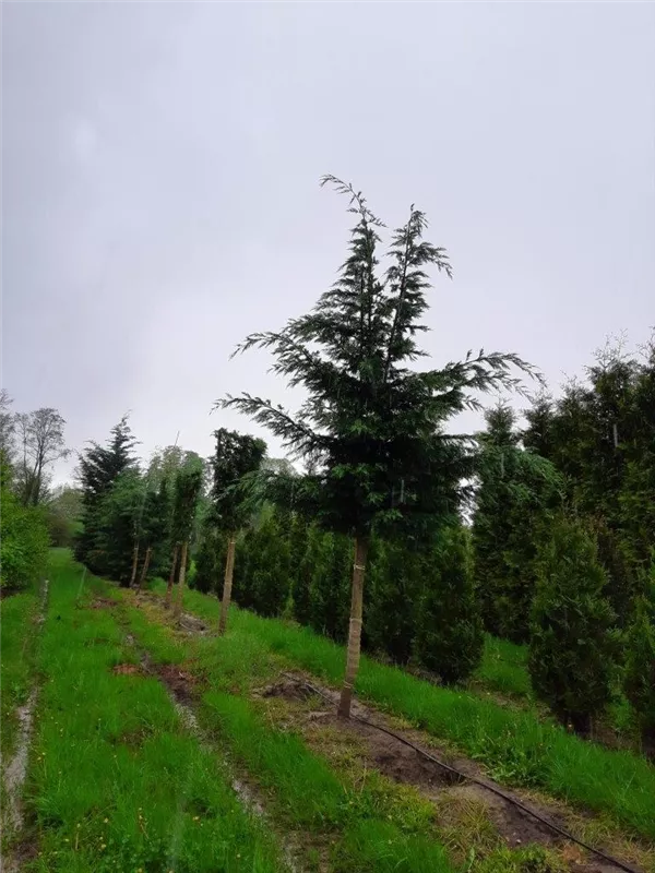 Cupressocyparis leylandii