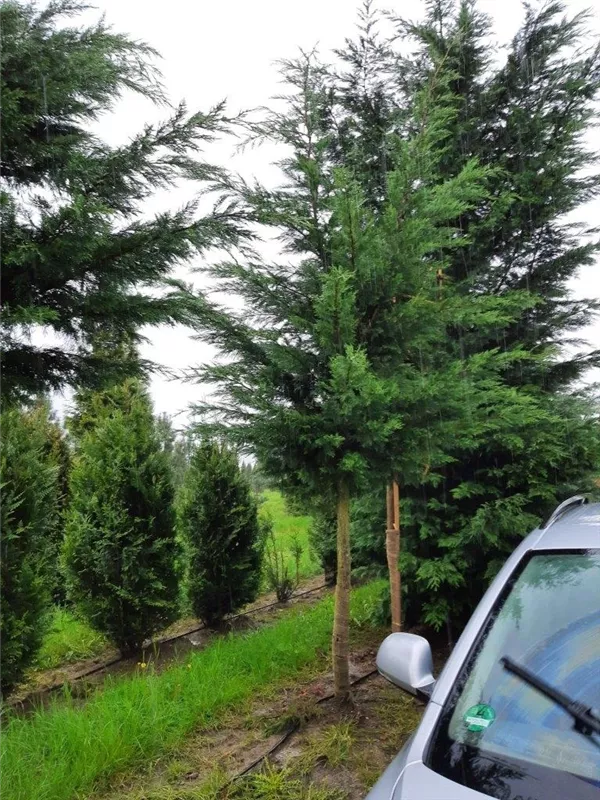 Cupressocyparis leylandii