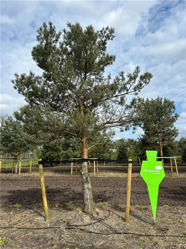 Pinus sylvestris