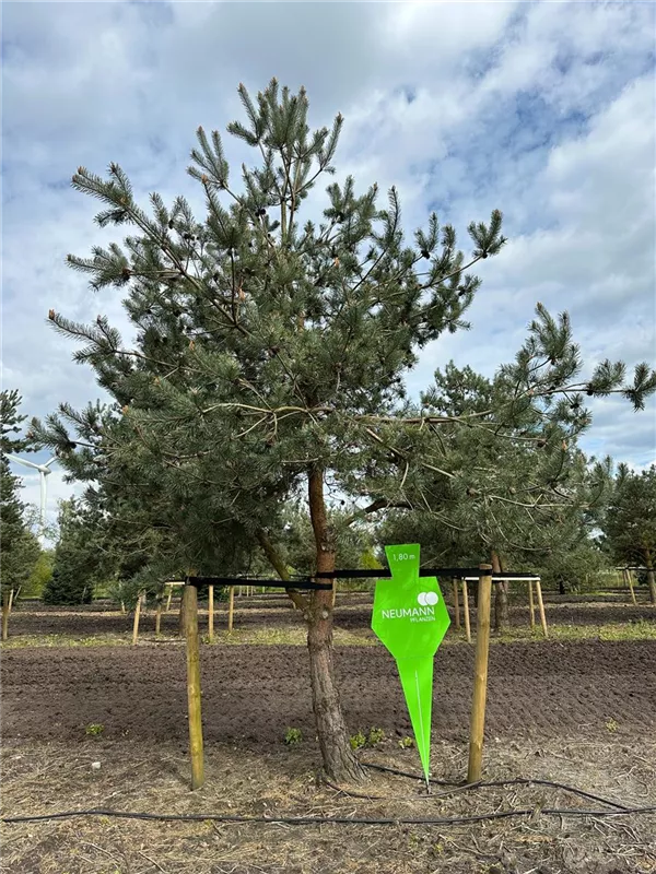 Pinus sylvestris