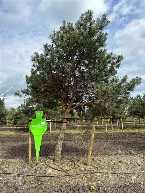 Pinus sylvestris