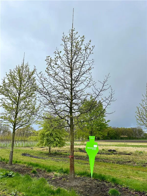 Liquidambar styraciflua