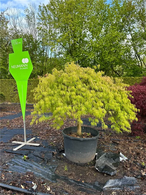 Acer palmatum 'Dissectum'