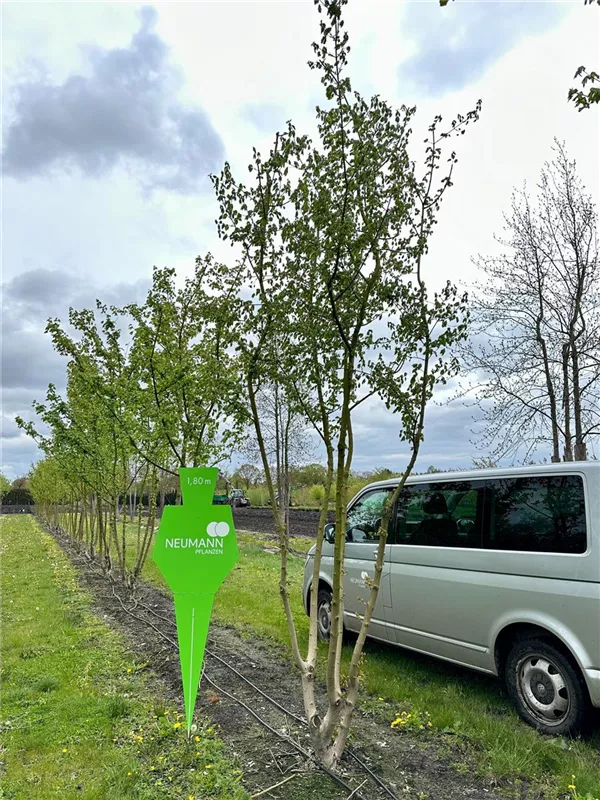 Acer campestre