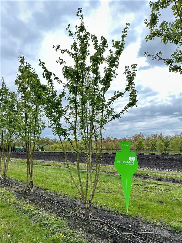 Acer campestre