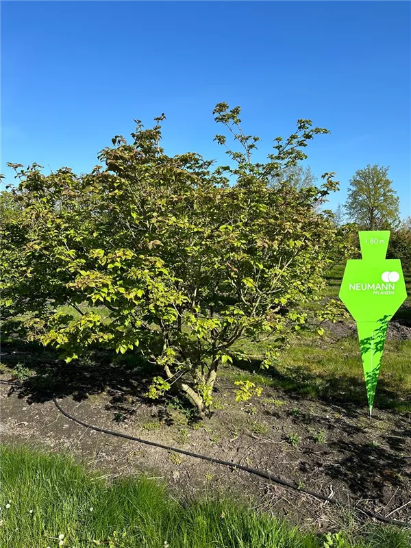 Cornus kousa 'Satomi'