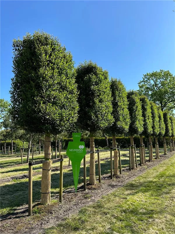 Prunus lusitanica 'Angustifolia'