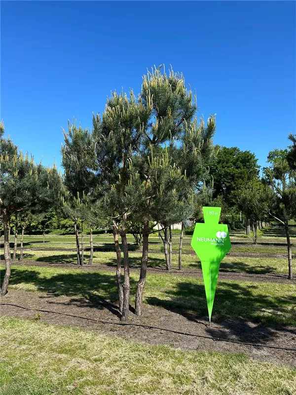 Pinus sylvestris