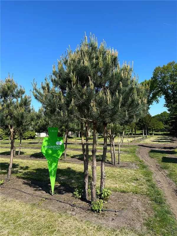 Pinus sylvestris