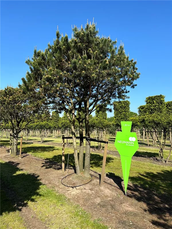 Pinus contorta