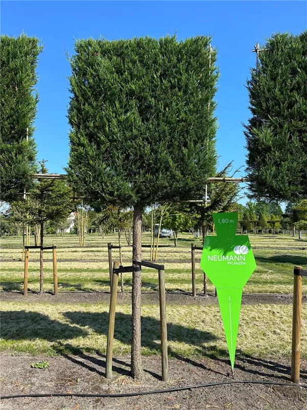 Cupressocyparis leylandii