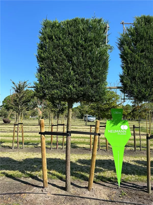 Cupressocyparis leylandii