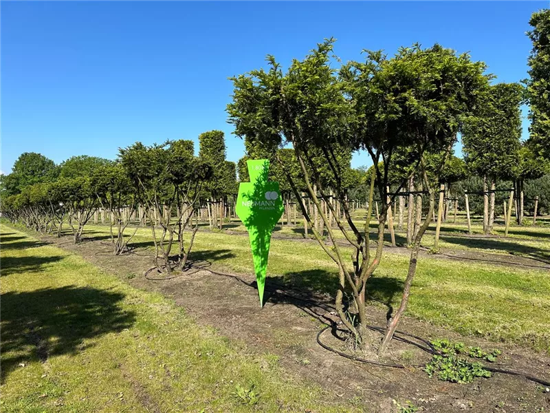 Taxus cuspidata