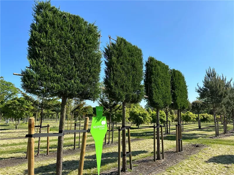 Cupressocyparis leylandii