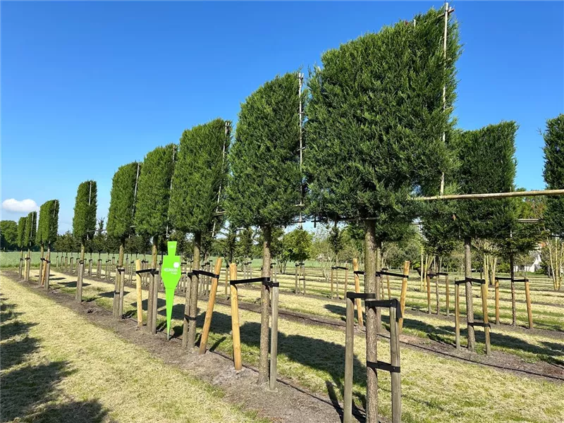 Cupressocyparis leylandii