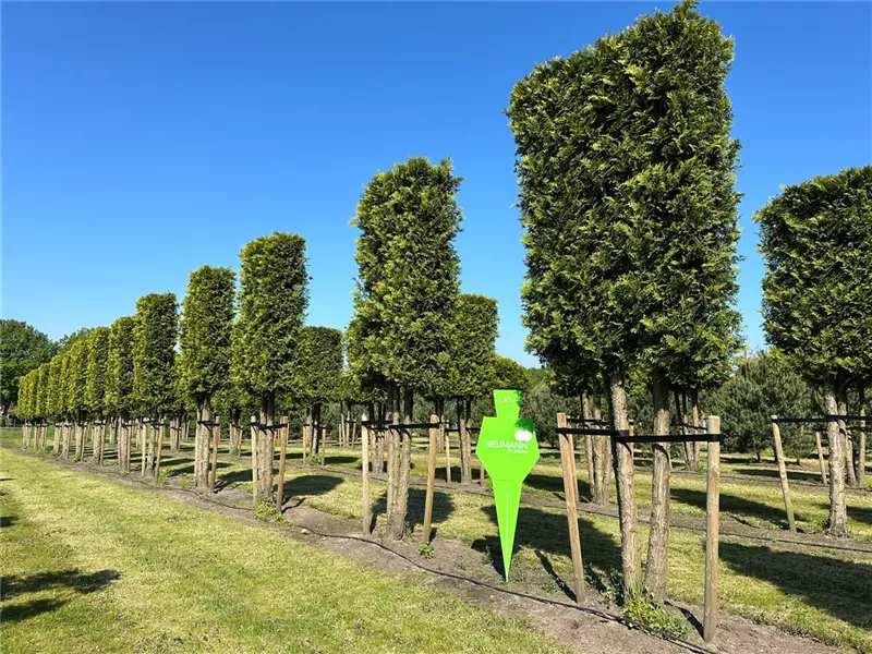 Thuja occidentalis 'Brabant'