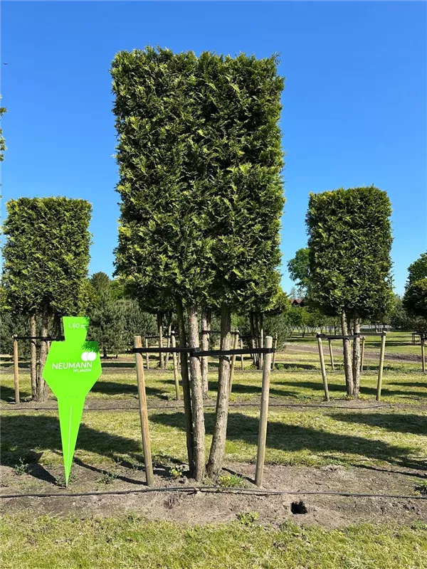 Thuja occidentalis 'Brabant'