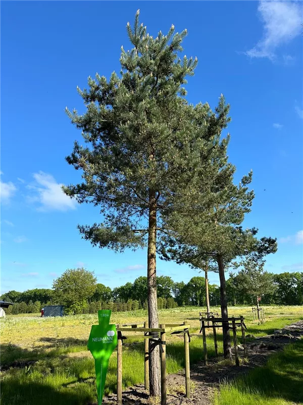 Pinus sylvestris