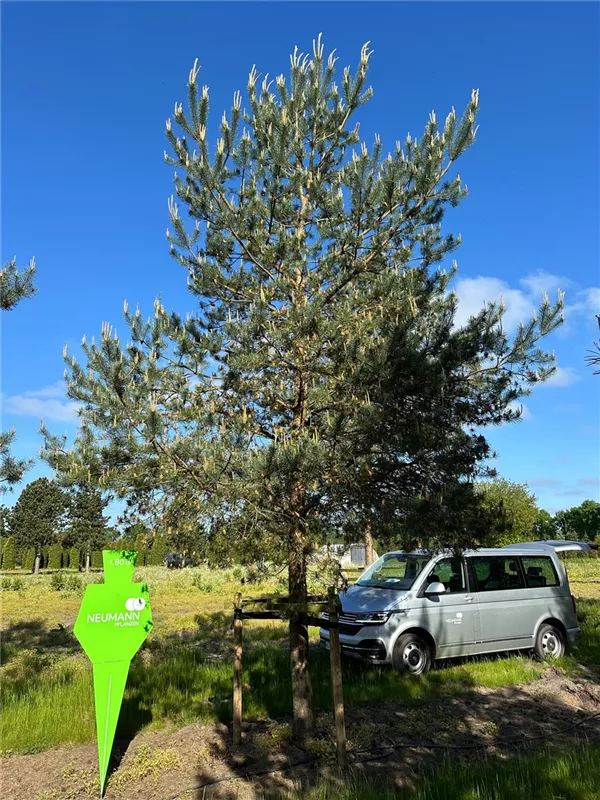 Pinus sylvestris