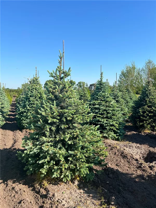 Picea pungens glauca