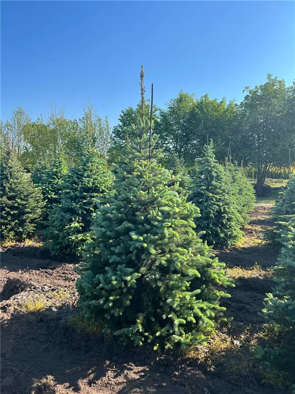 Picea pungens glauca
