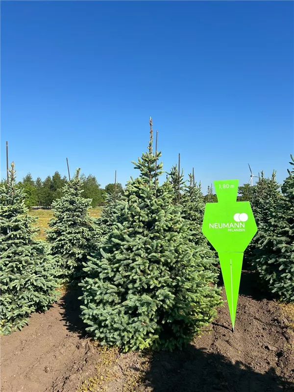 Picea pungens glauca