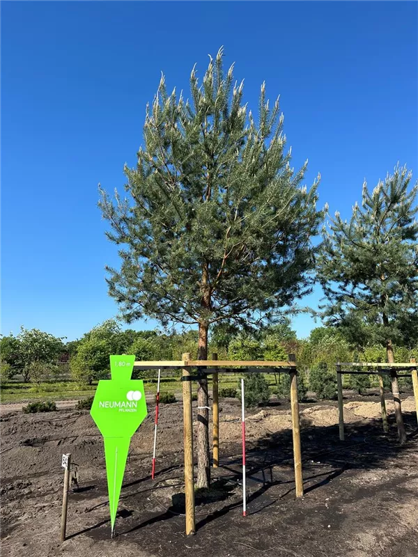 Pinus sylvestris