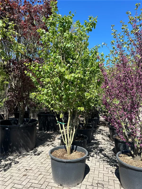 Parrotia persica 'Vanessa'