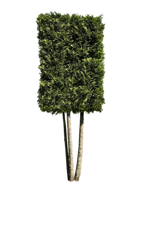Thuja occidentalis 'Brabant'