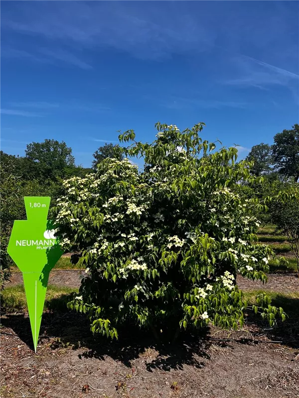 Cornus kousa chinensis