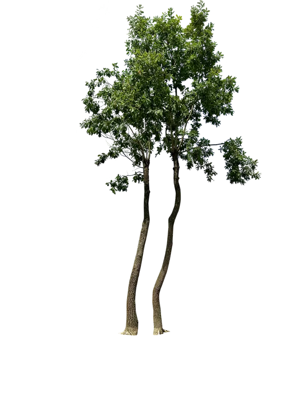 Quercus pubescens