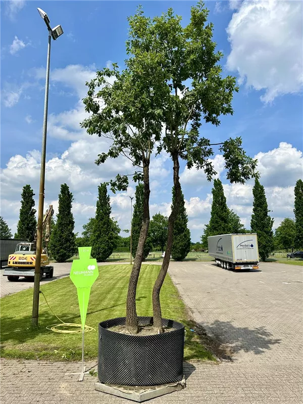 Quercus pubescens