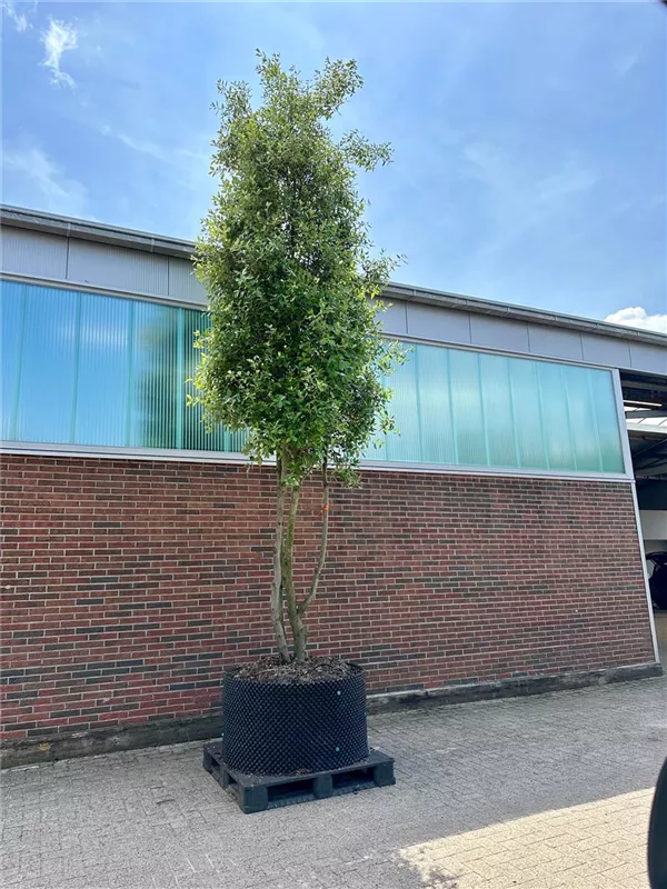 Quercus ilex