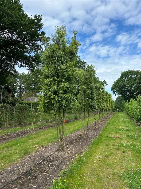 Quercus ilex