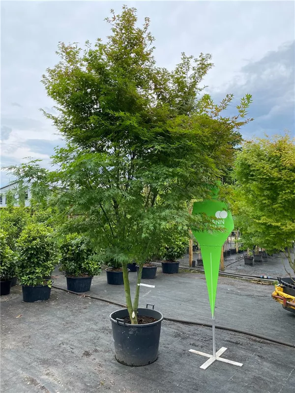 Acer palmatum