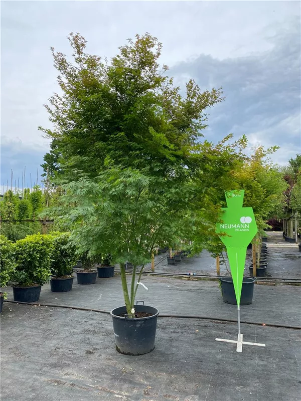Acer palmatum