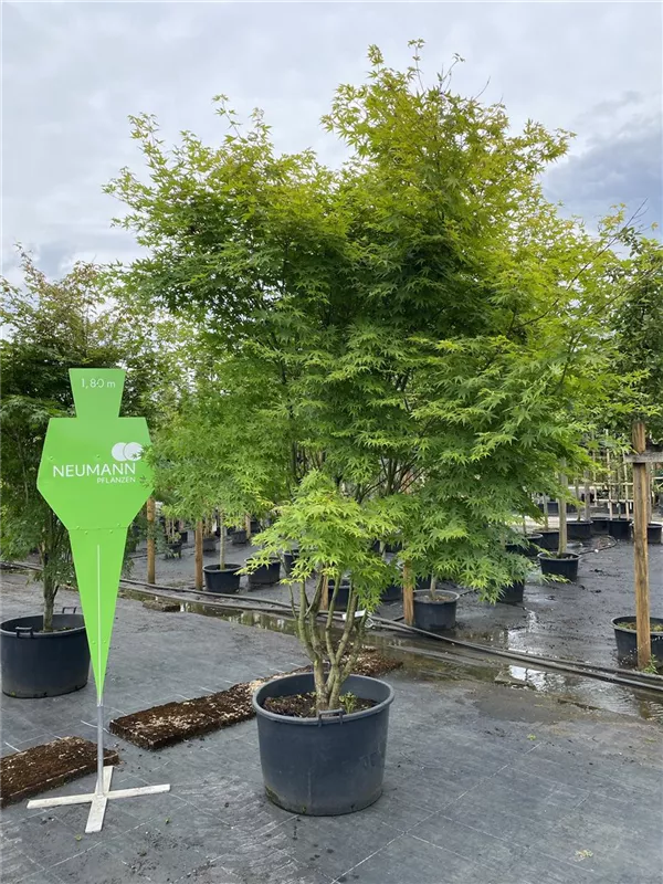 Acer palmatum