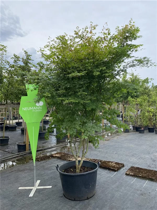 Acer palmatum